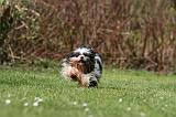 LHASSA APSO 291